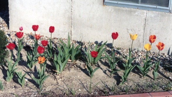 tulips 1981007 copy
