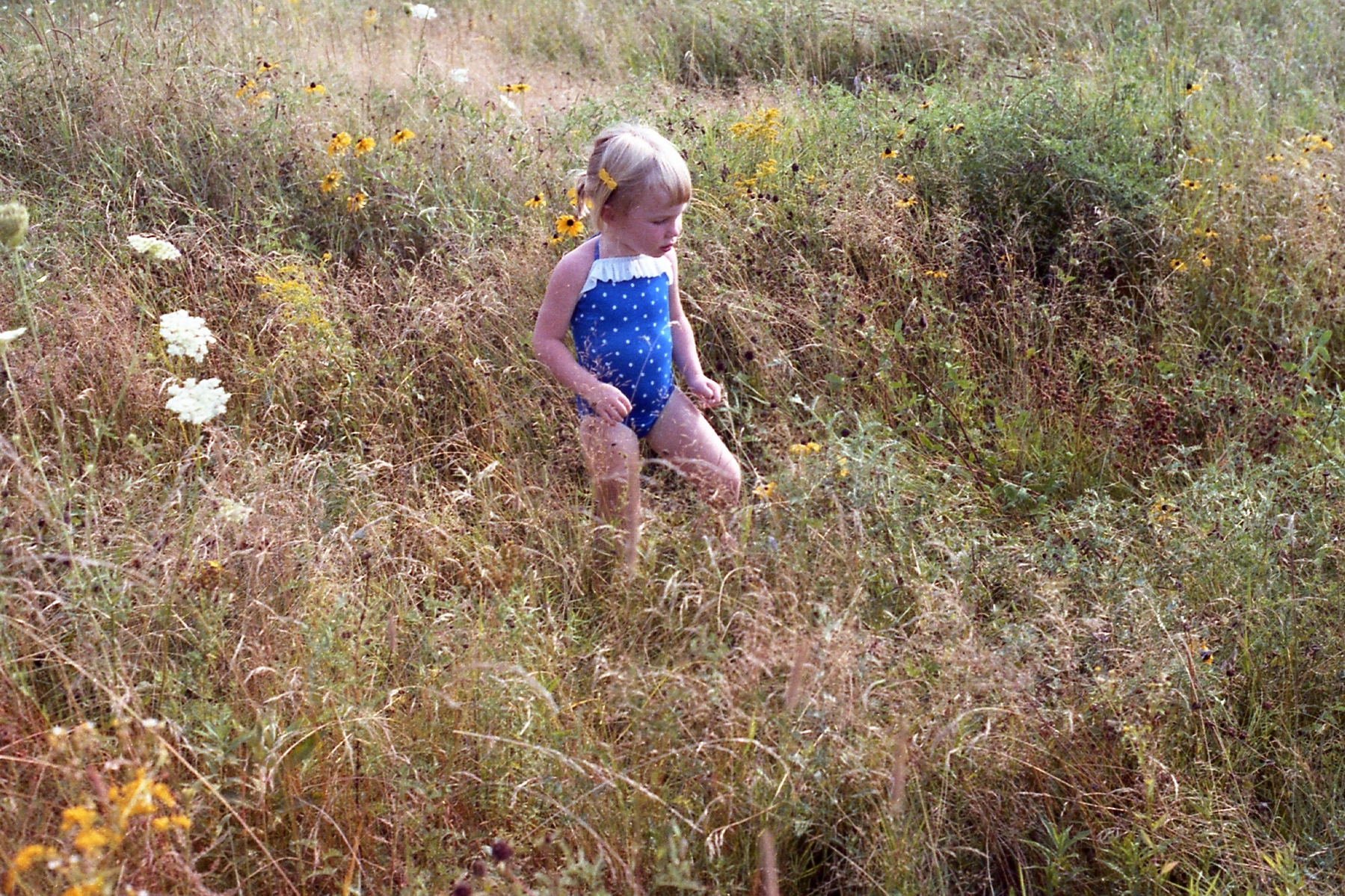 1984 field of flowers