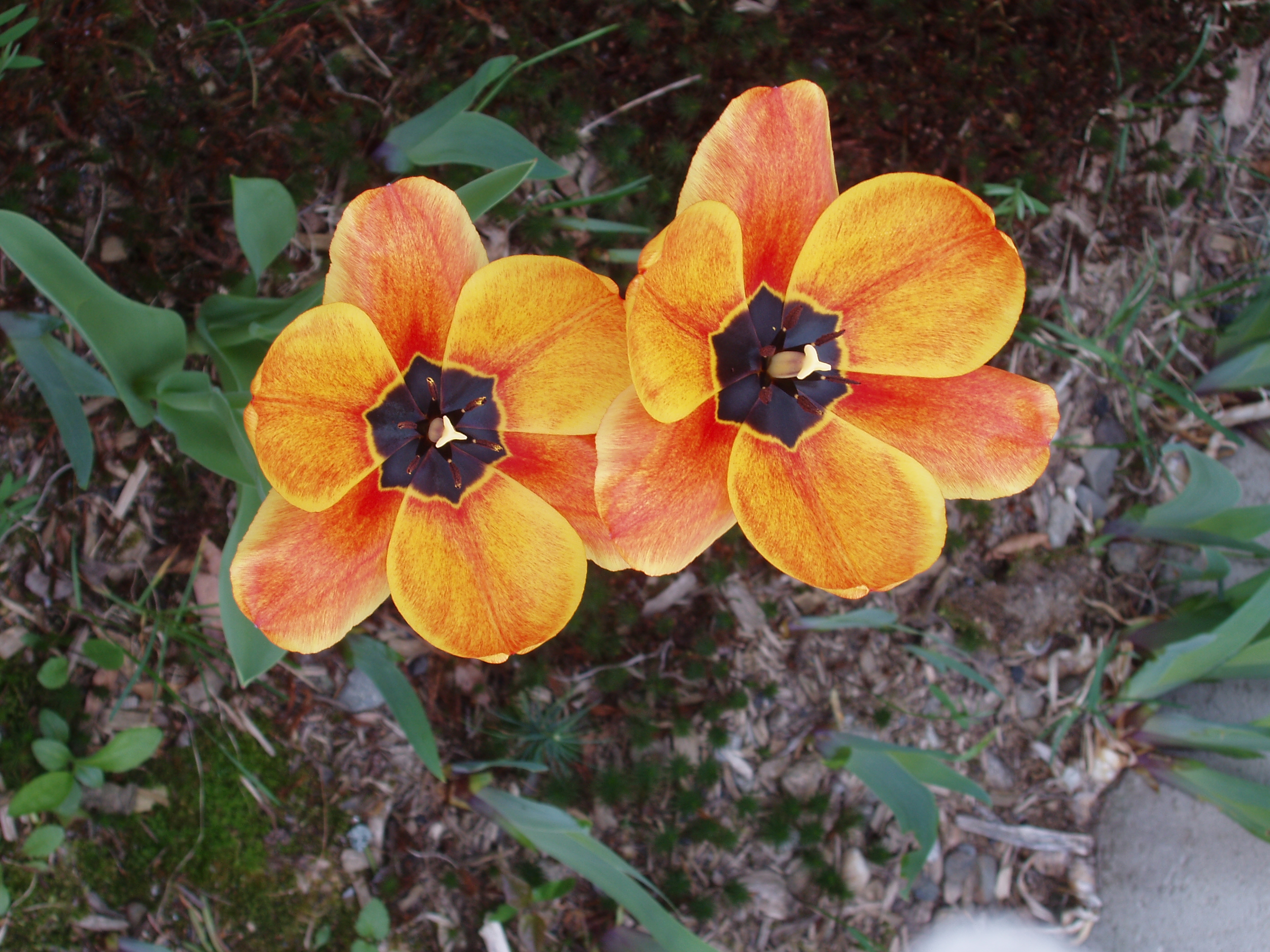 OLYMPUS DIGITAL CAMERA