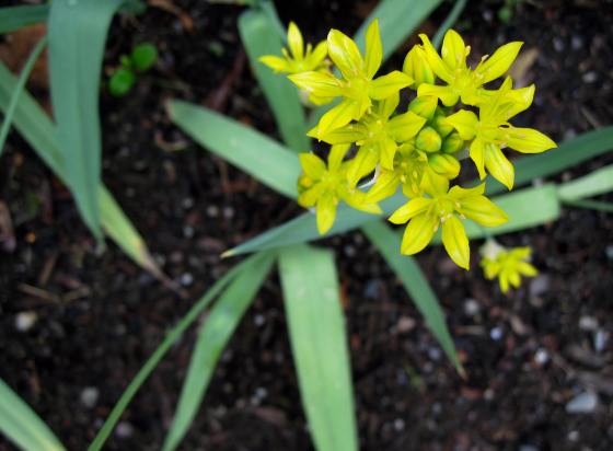 flowers rule of thirds
