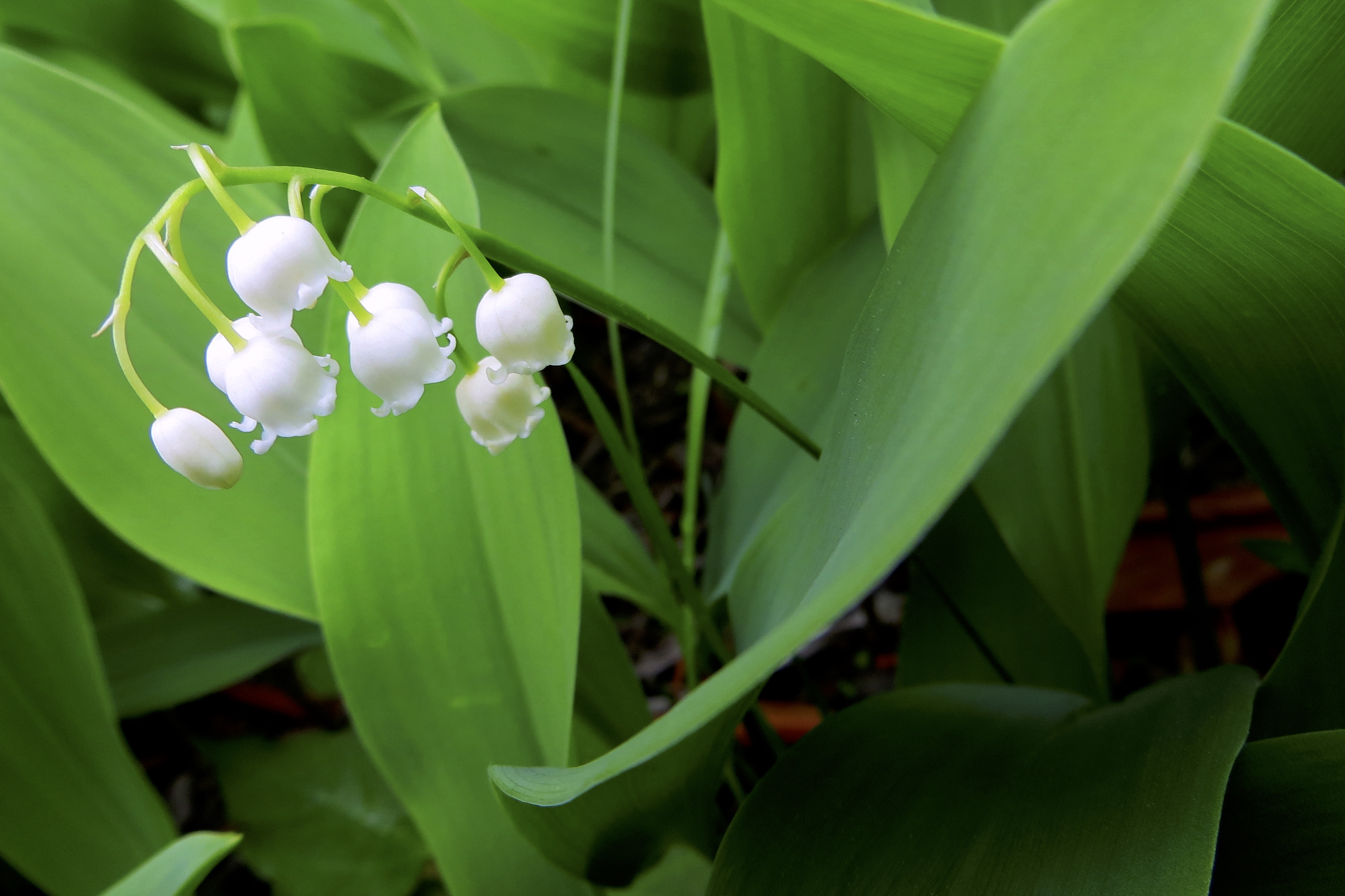 lilies of the valley - rule of thirds