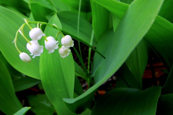 lilies of the valley - rule of thirds