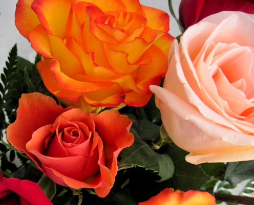 birthday roses close up