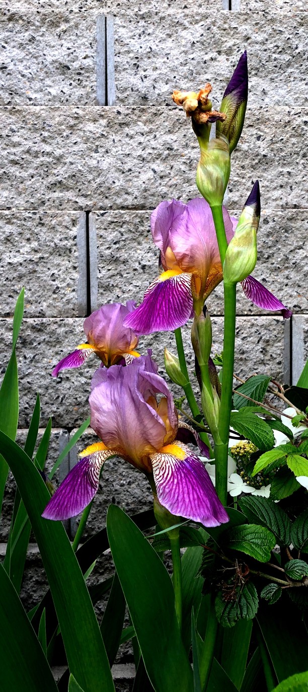 iris trio