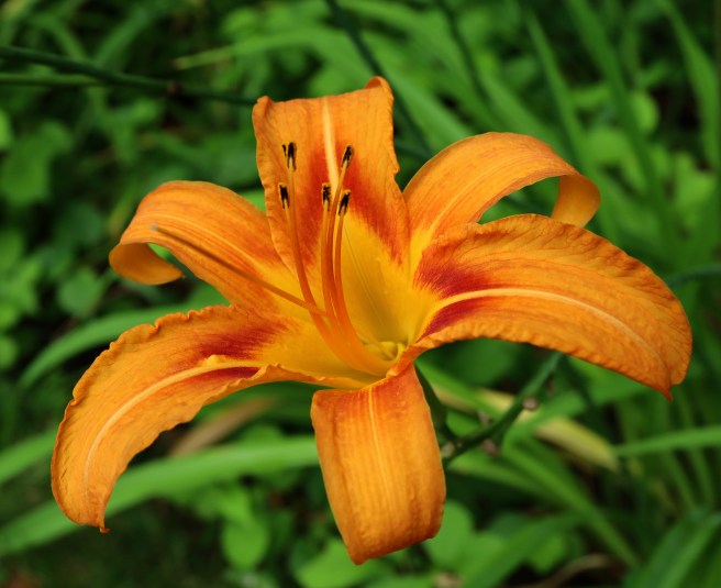 day lillies