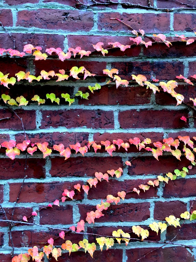 wall of leaves