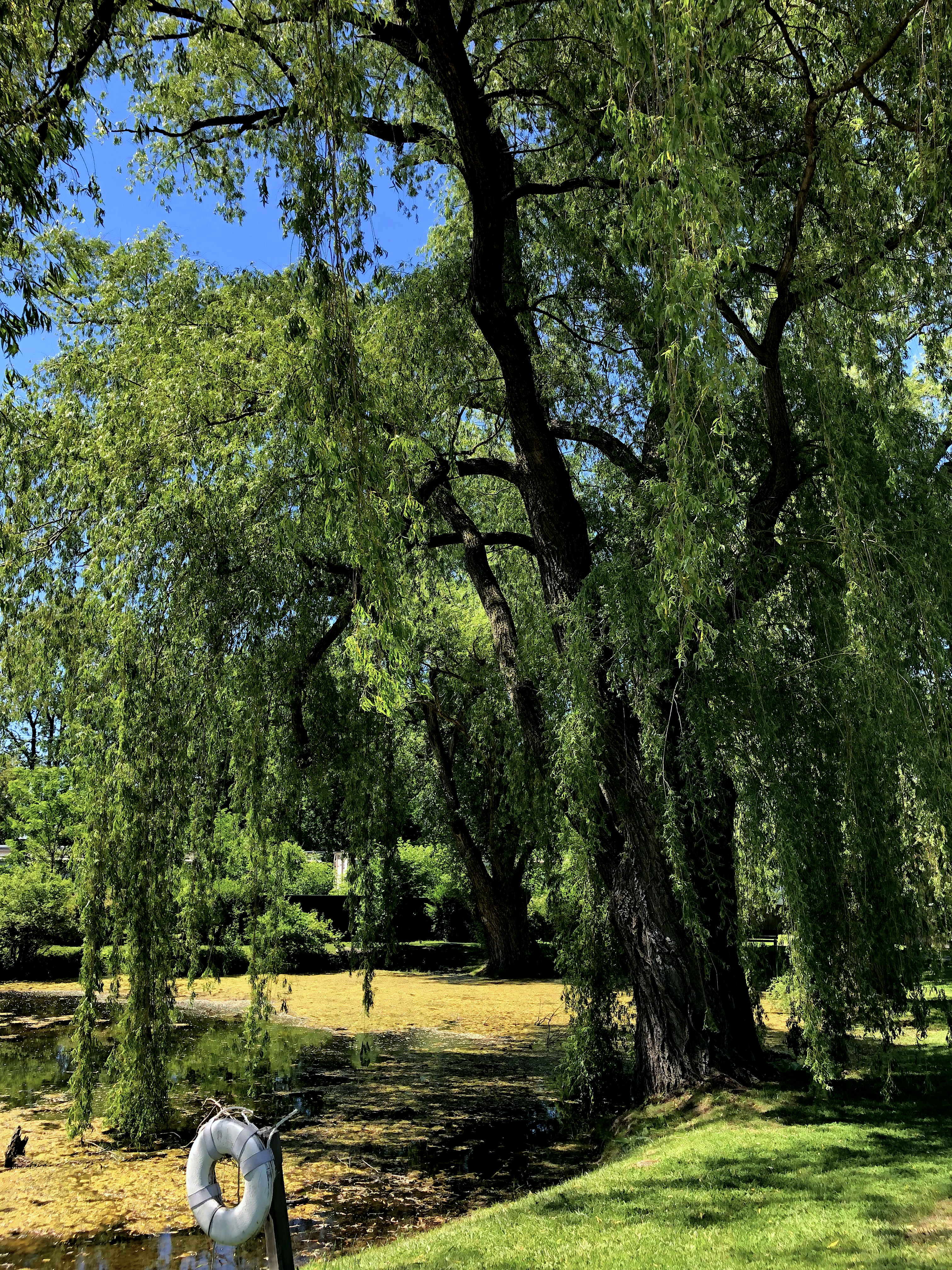 weeping willow