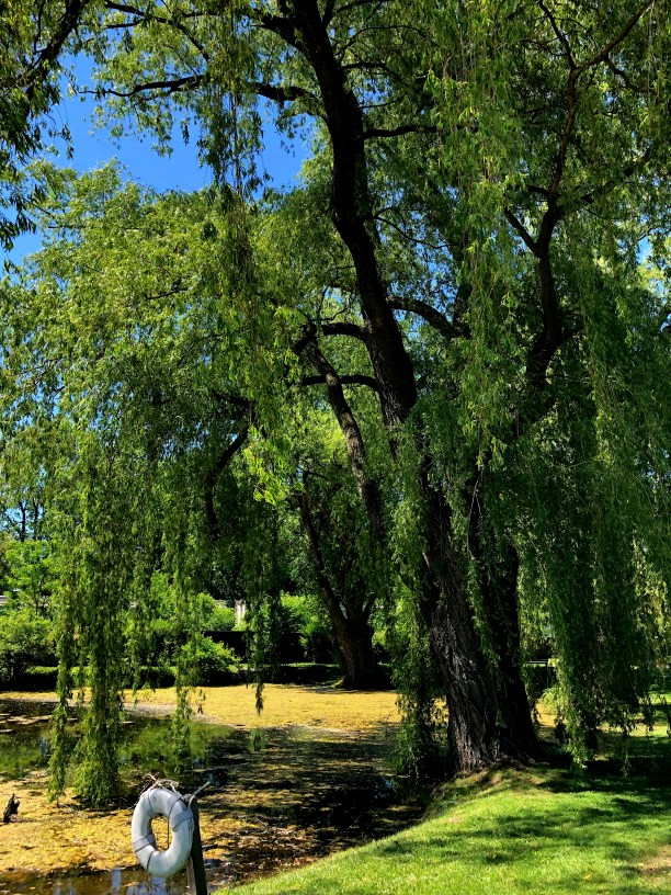 weeping willow