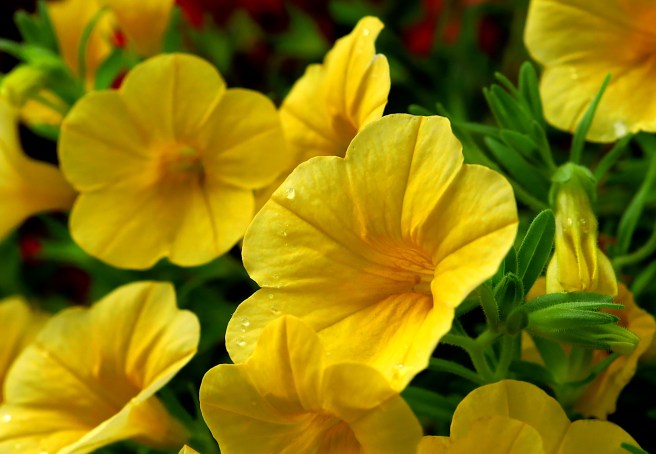 yellow flowers