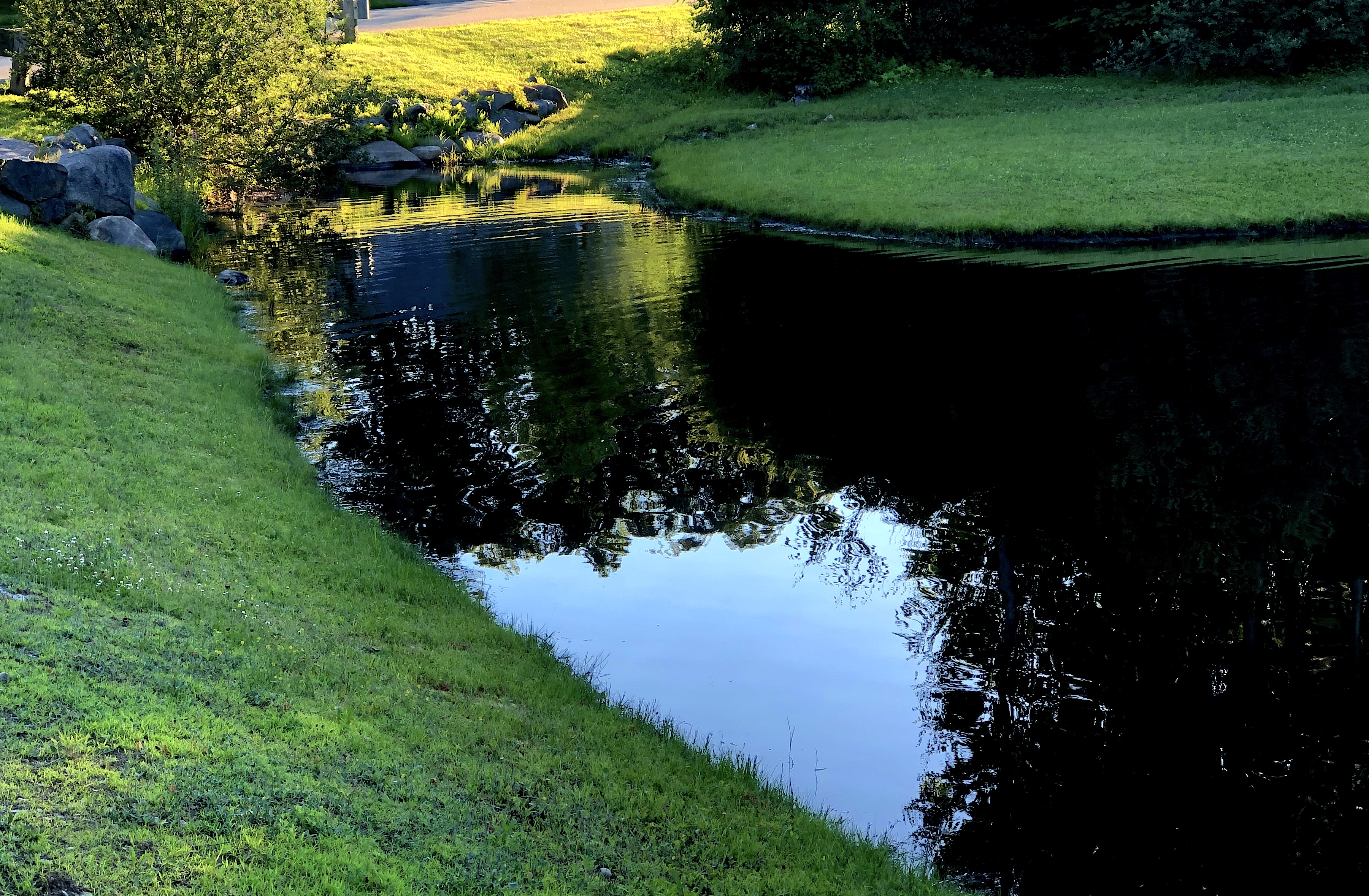 pond reflection