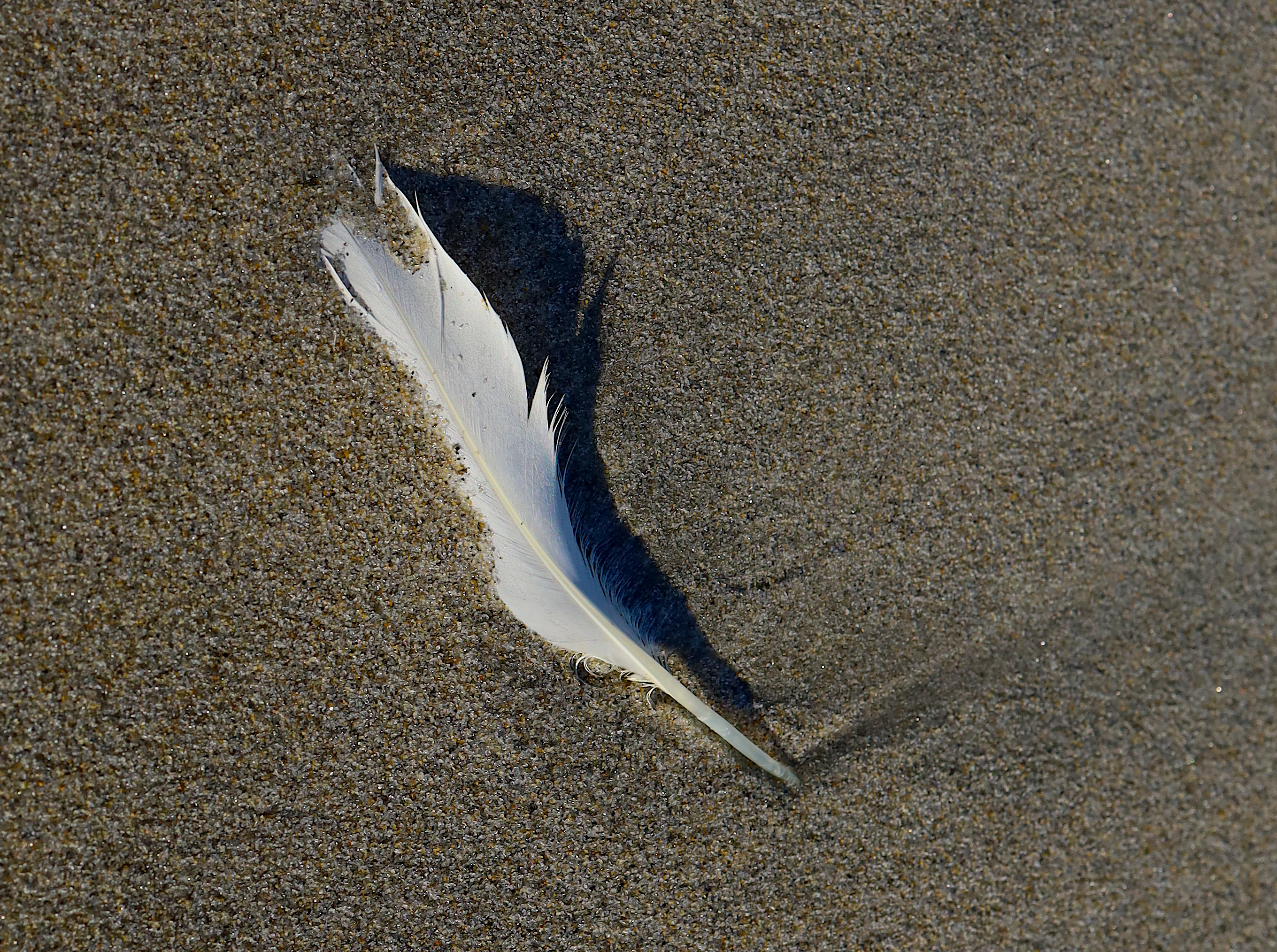 sand feather