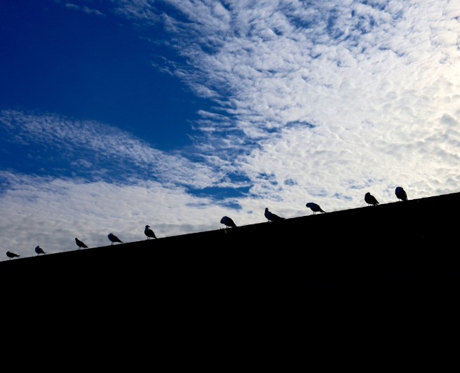 seagulls on roof