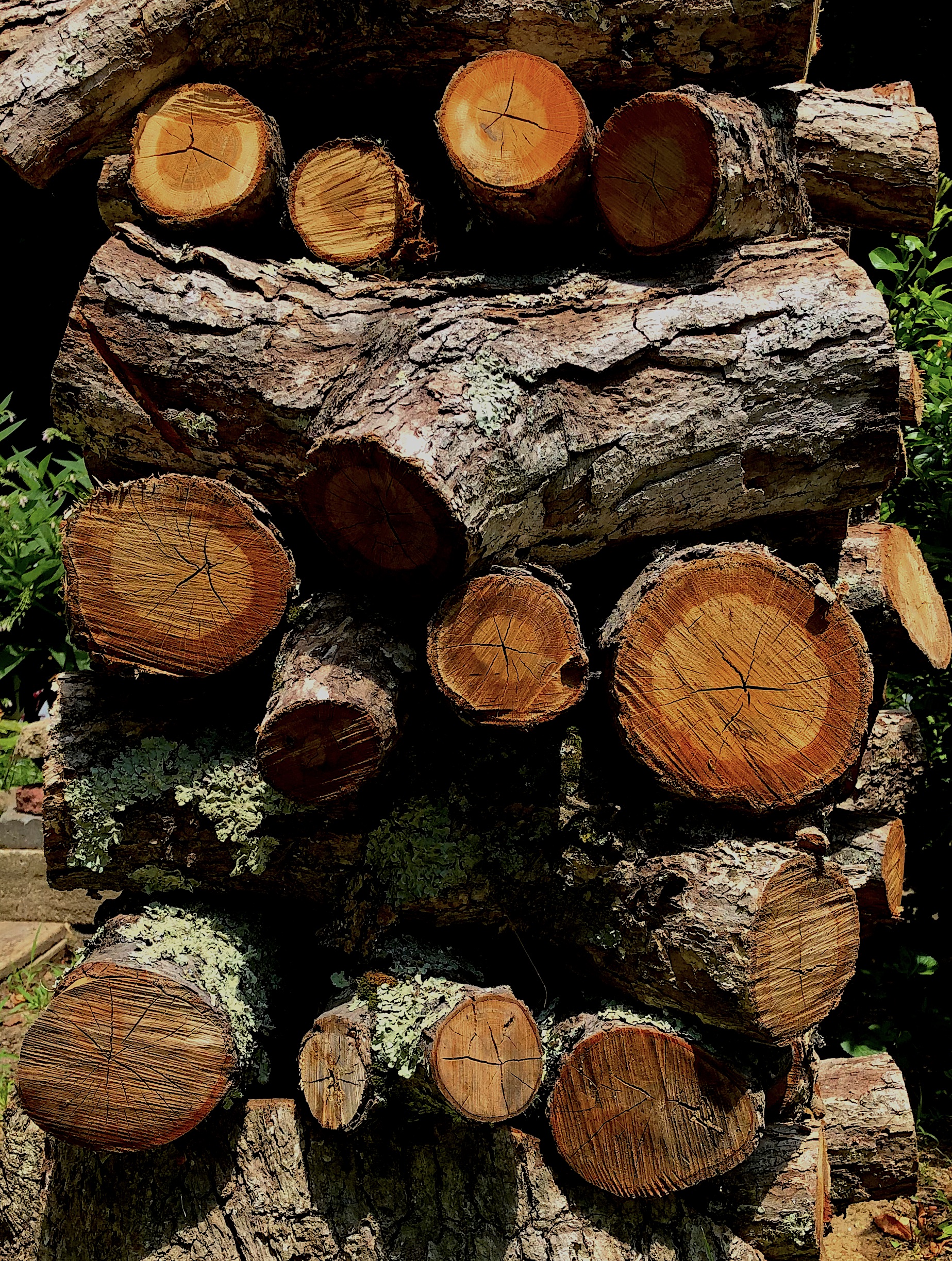 wood pile