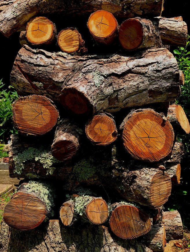 wood pile