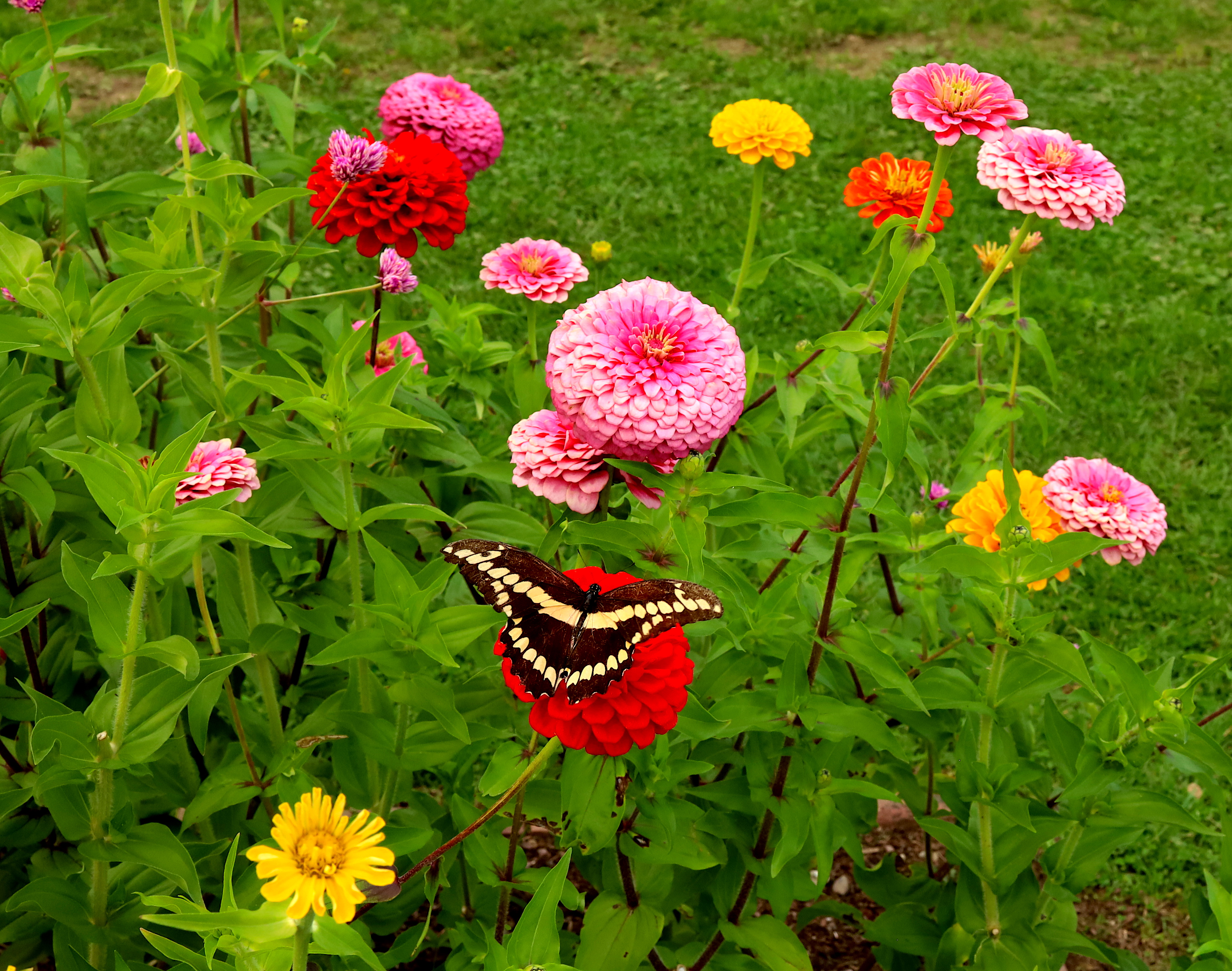 zinnia butterfly close