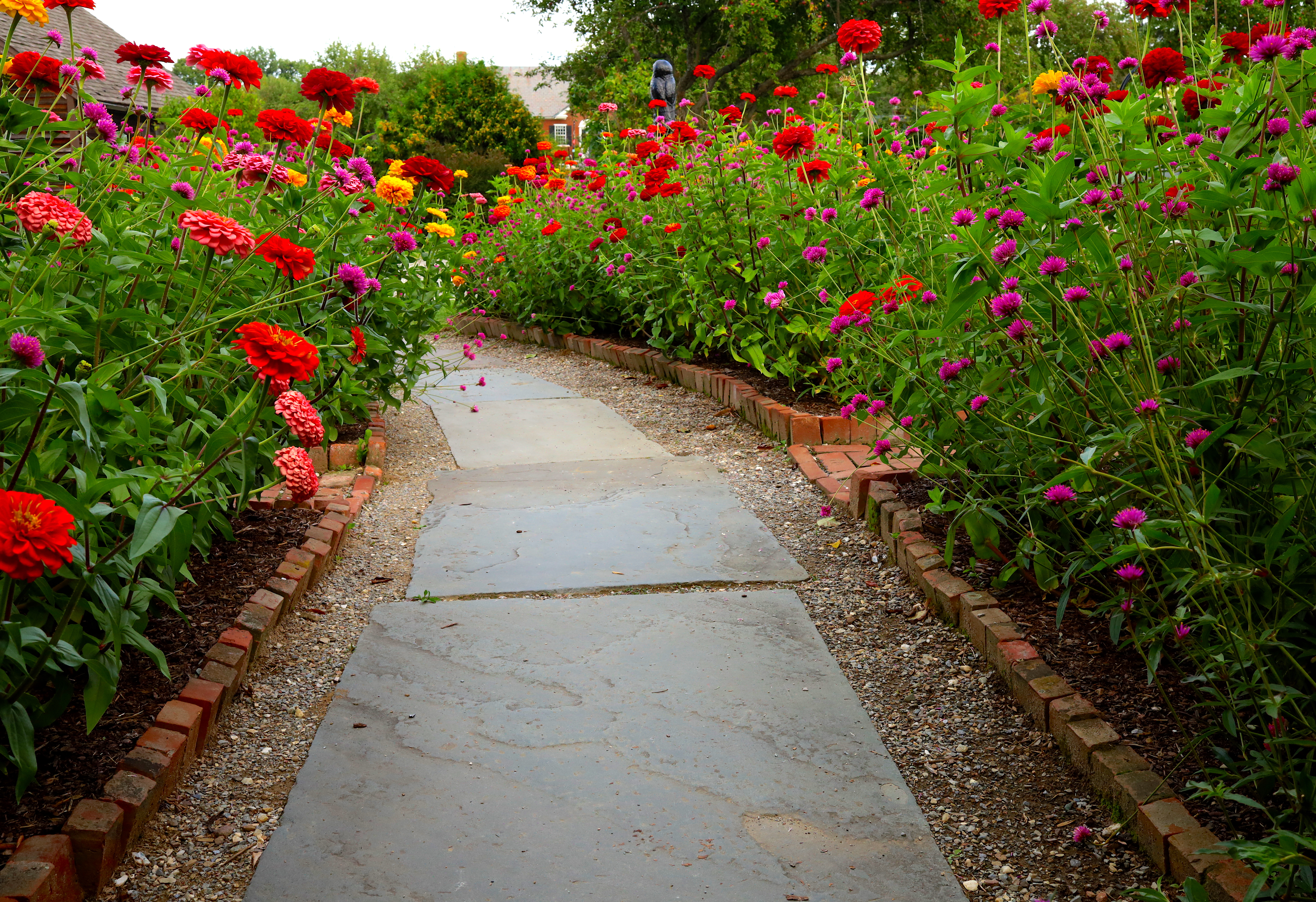 zinnia path