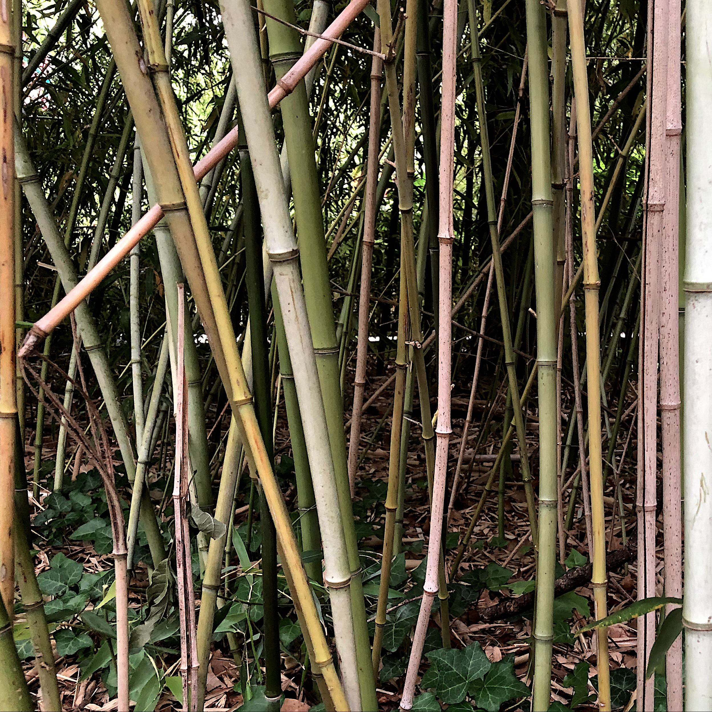 bamboo lines