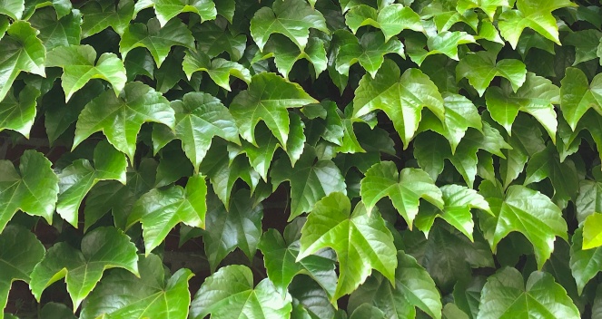 wall leaf