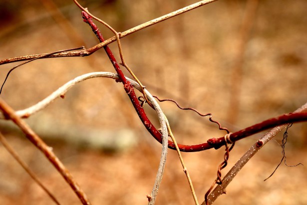 connect branches