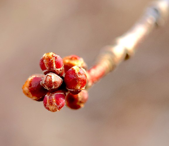 tree buds copy