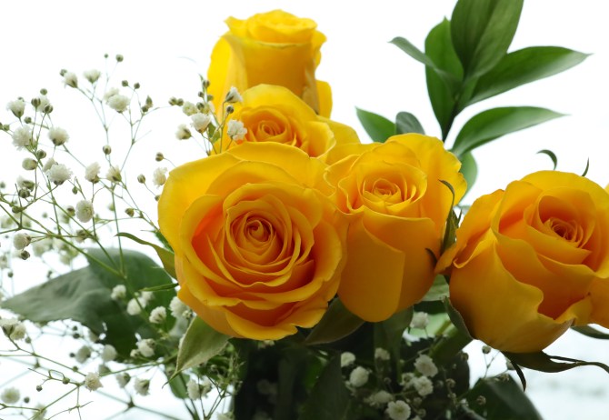 yellow roses