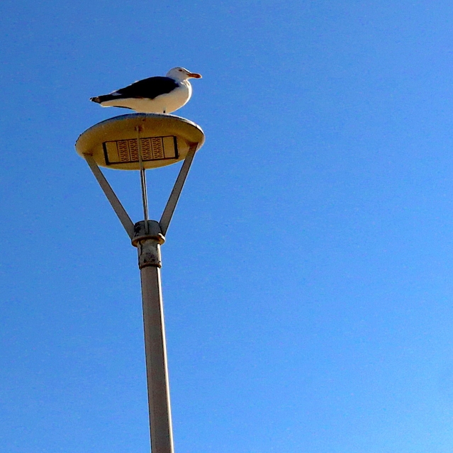 gull on top