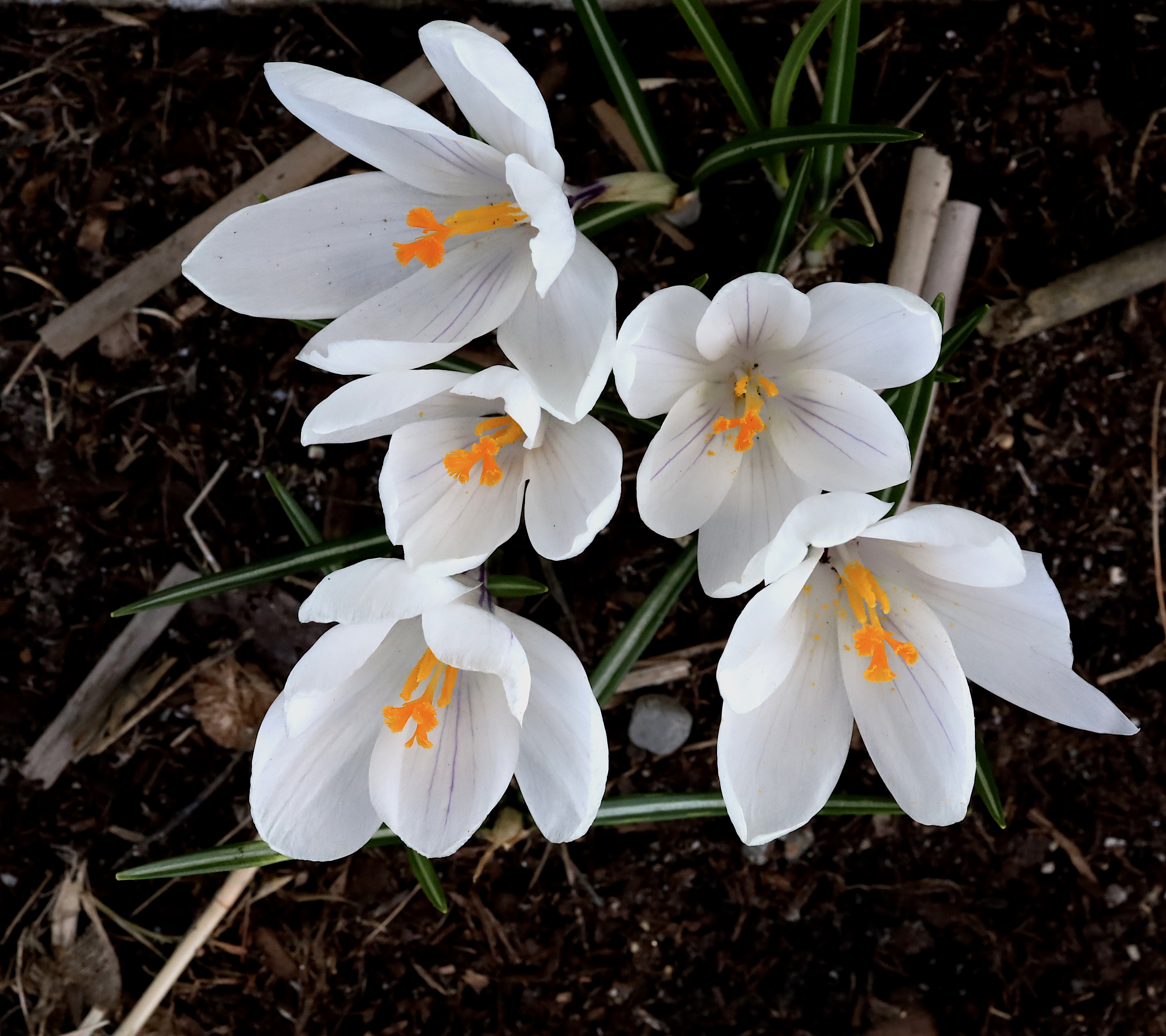 delicate crocus