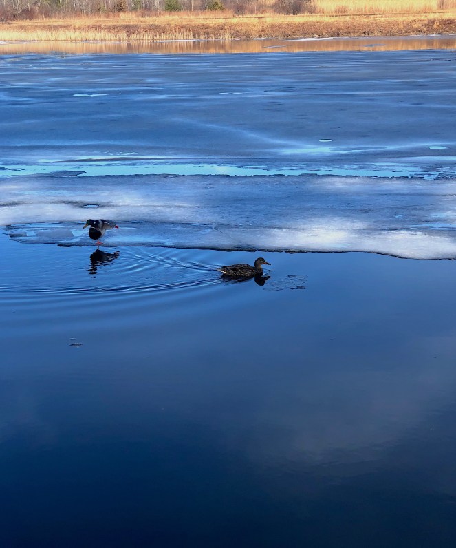 ducks on quiet river