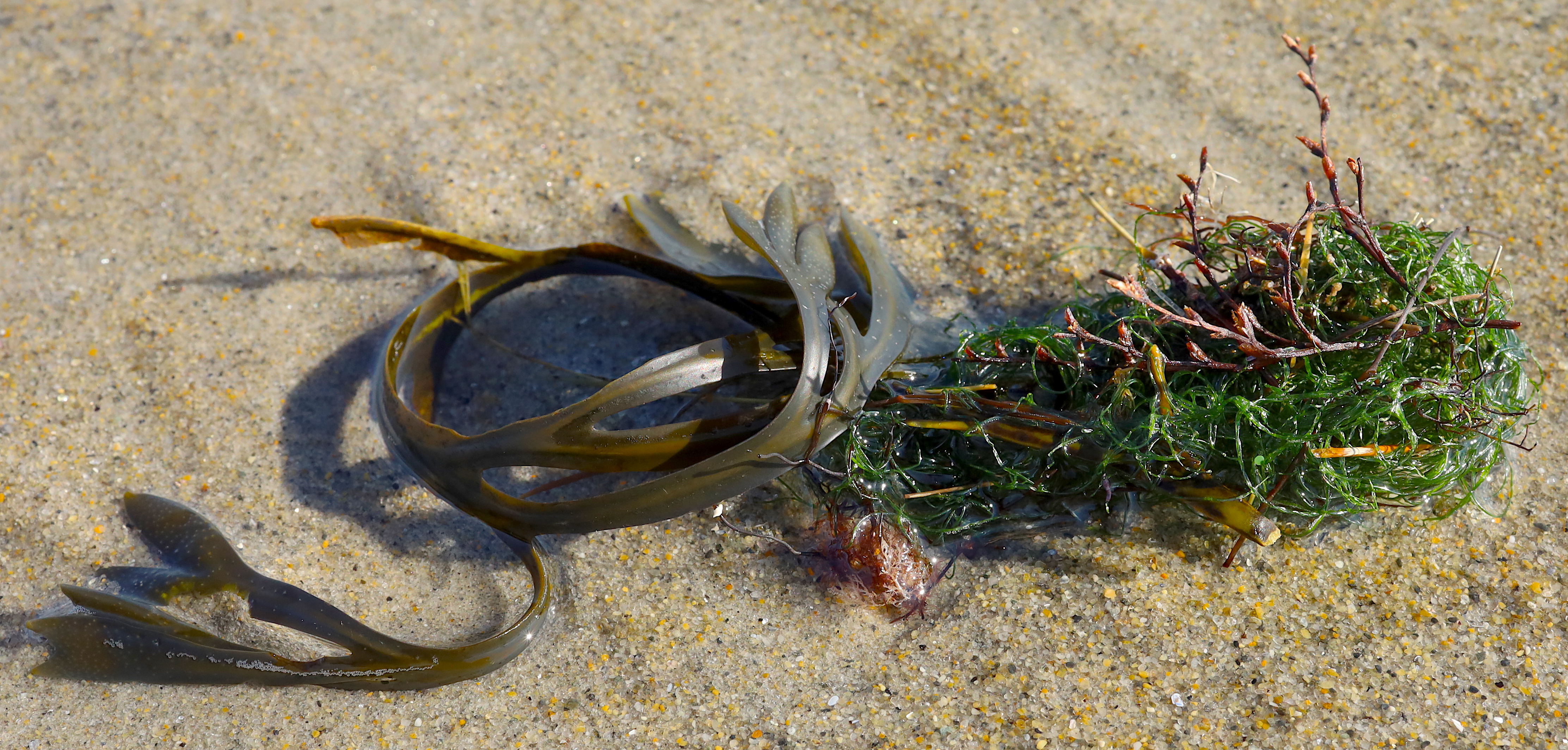 seaweed swirl