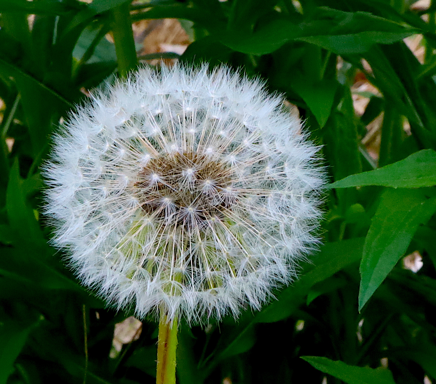 Dandelion gone to seed