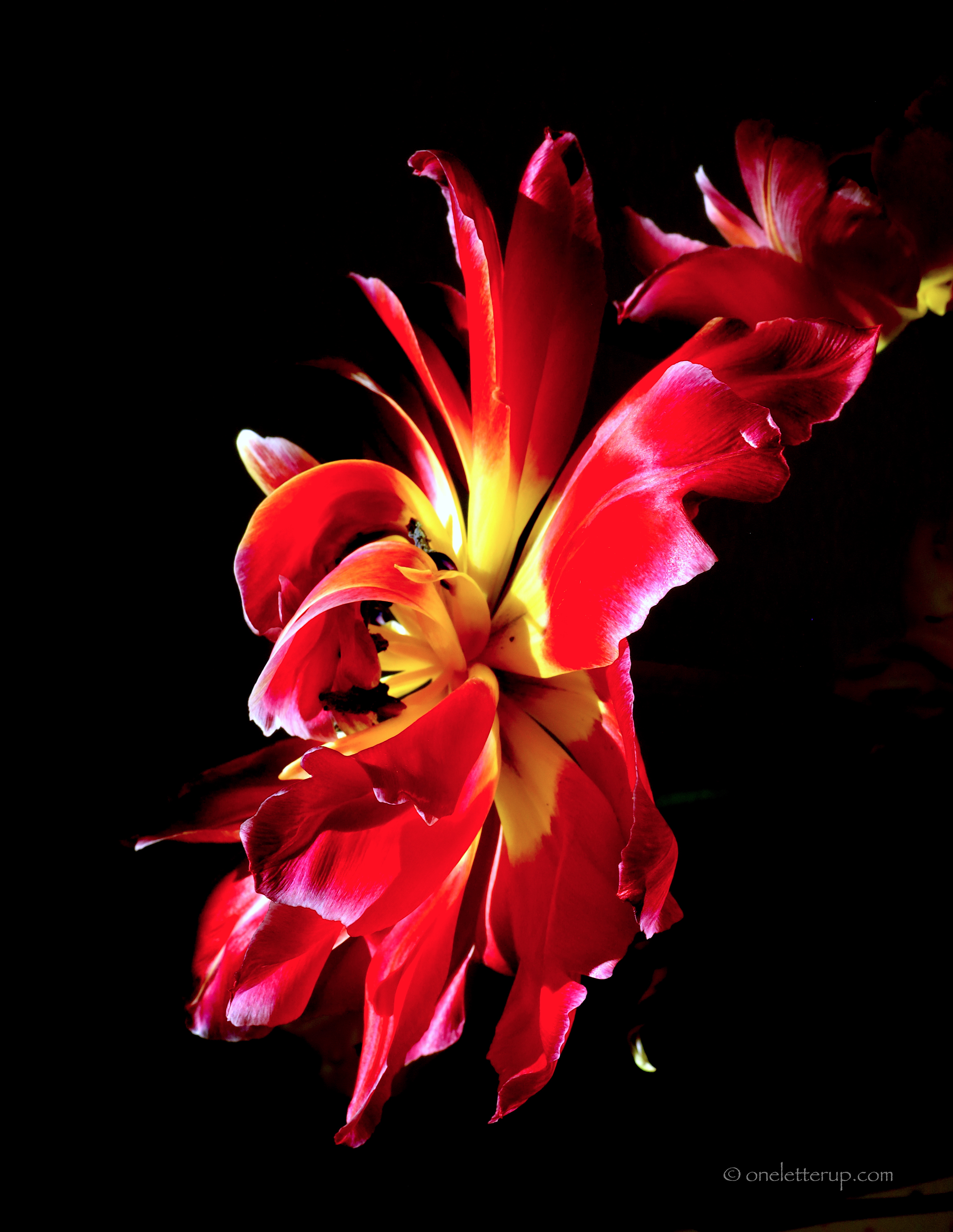 light and dark tulip