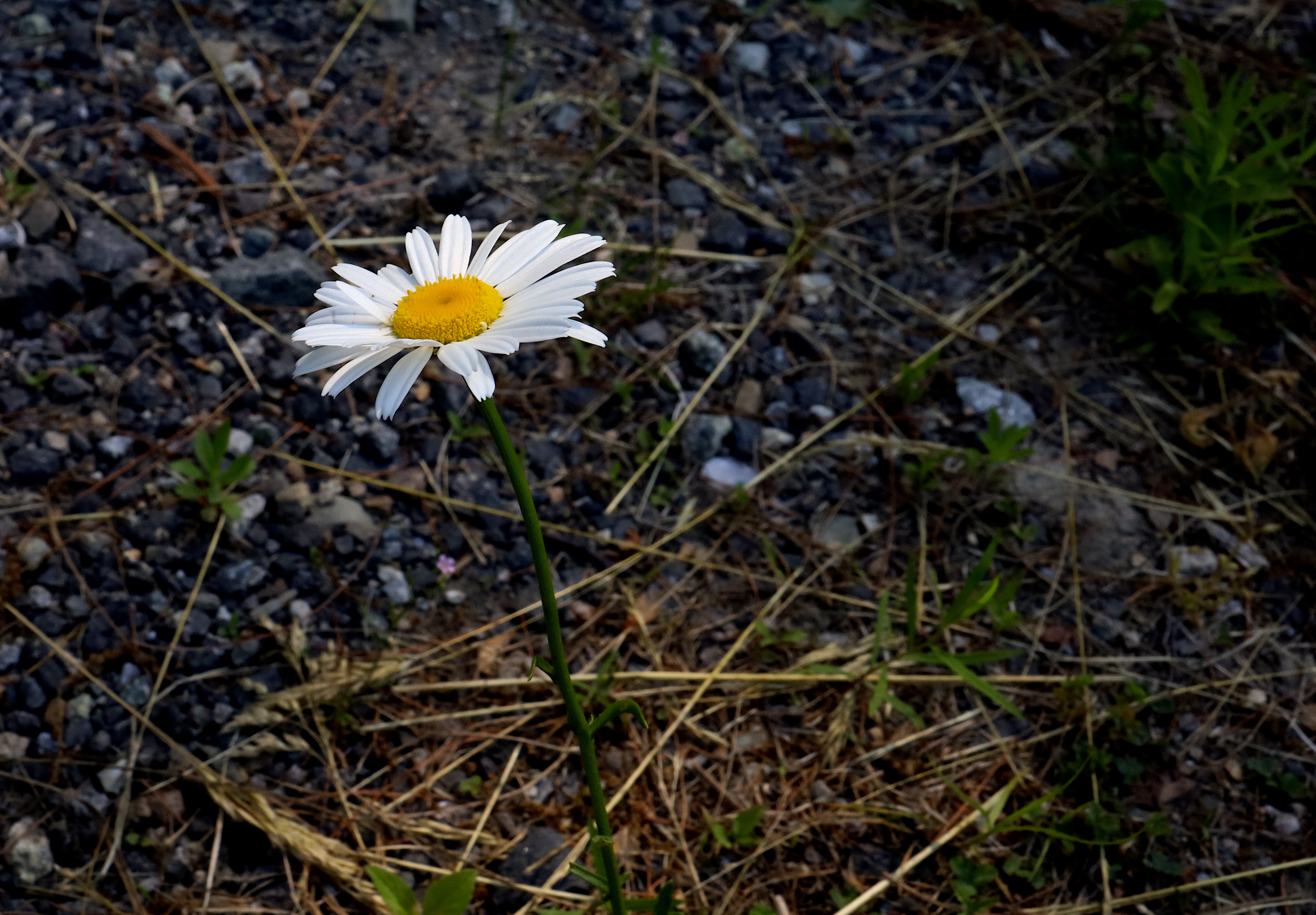lone daisy