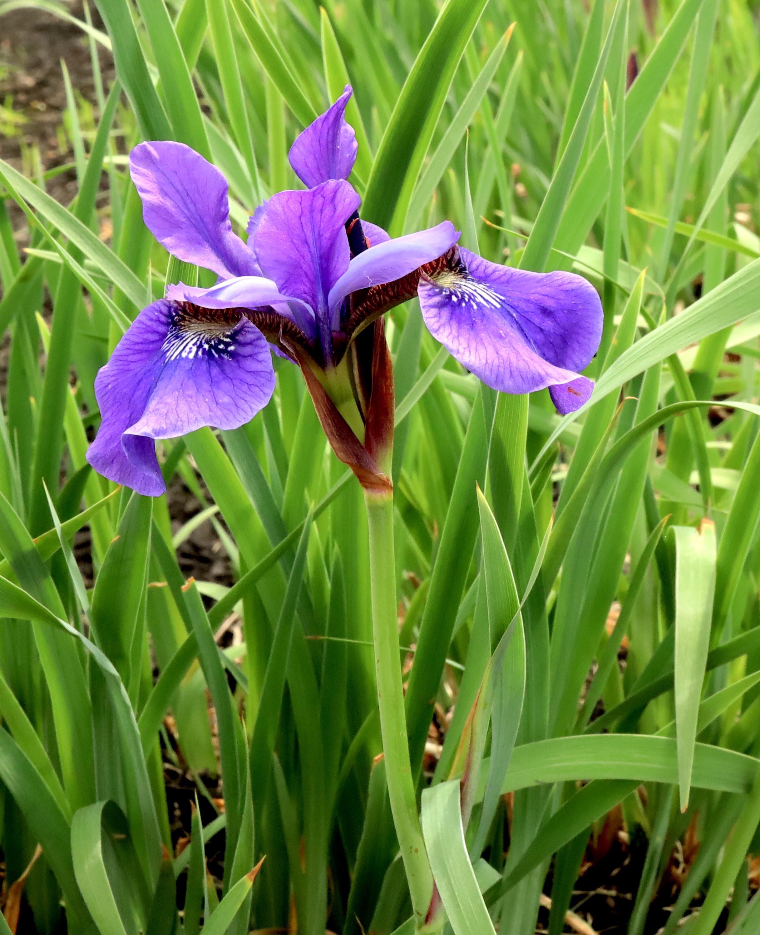 purple iris