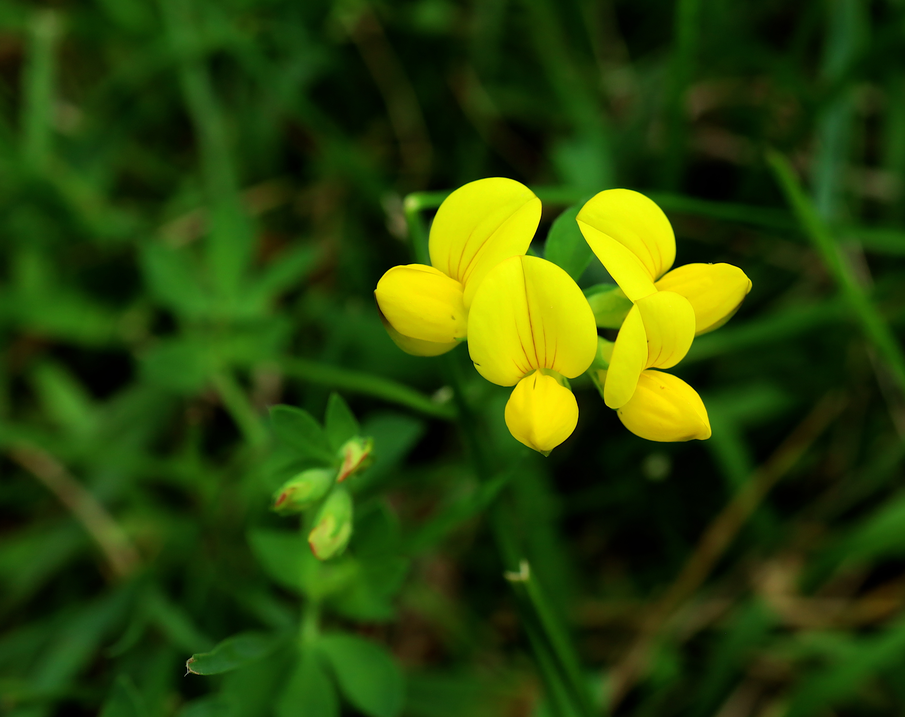 yellow flower