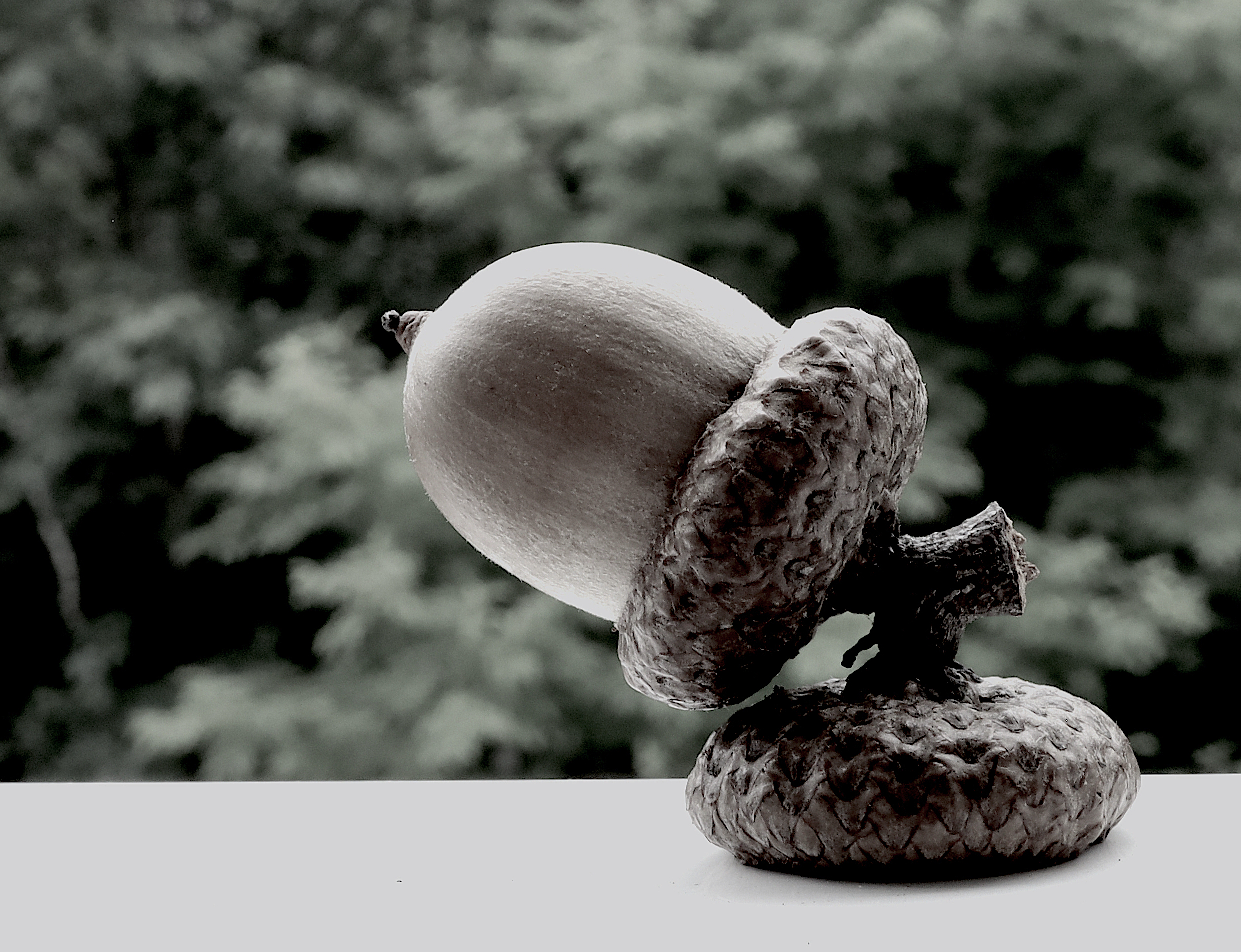 acorn double cap copy