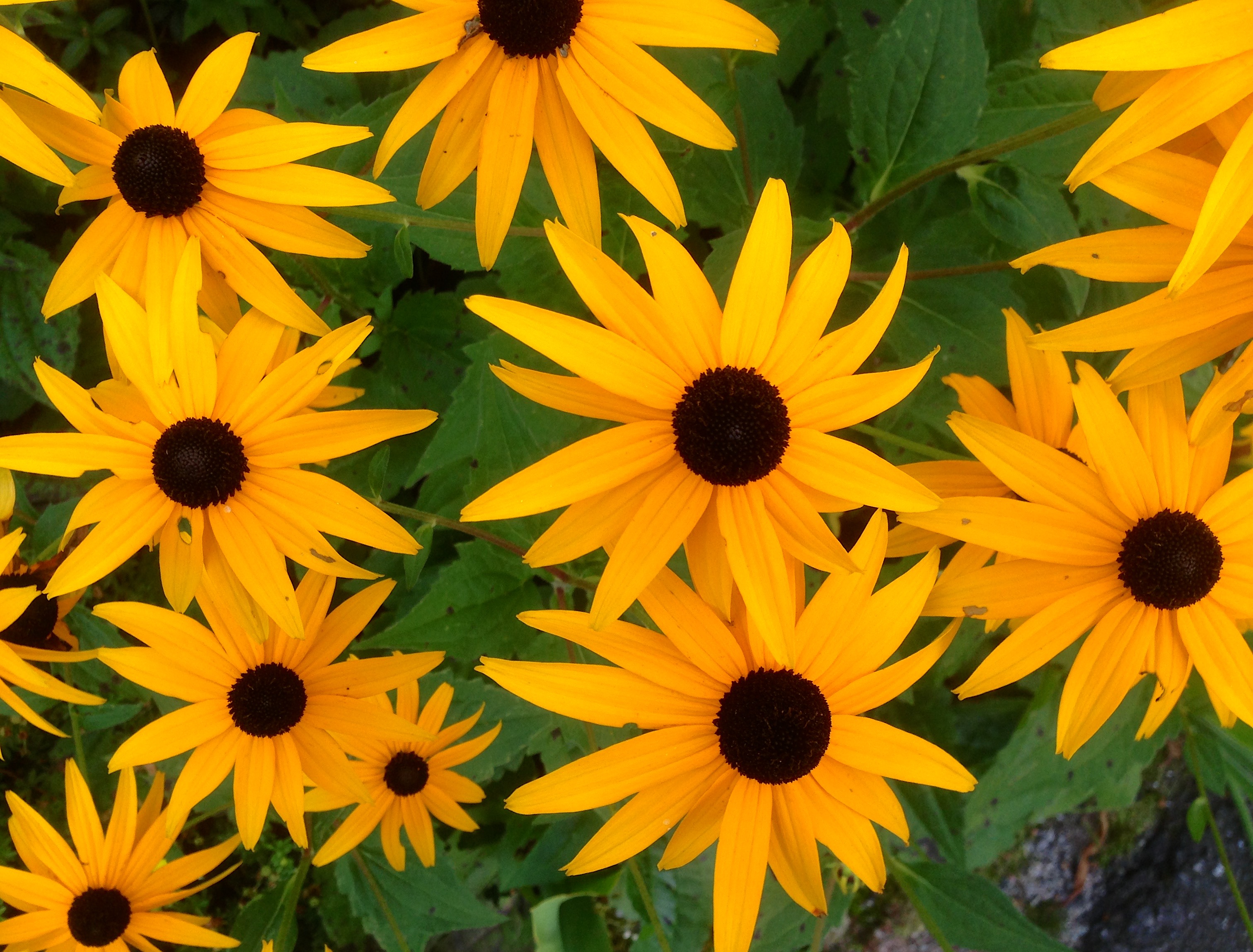 black eyed susans