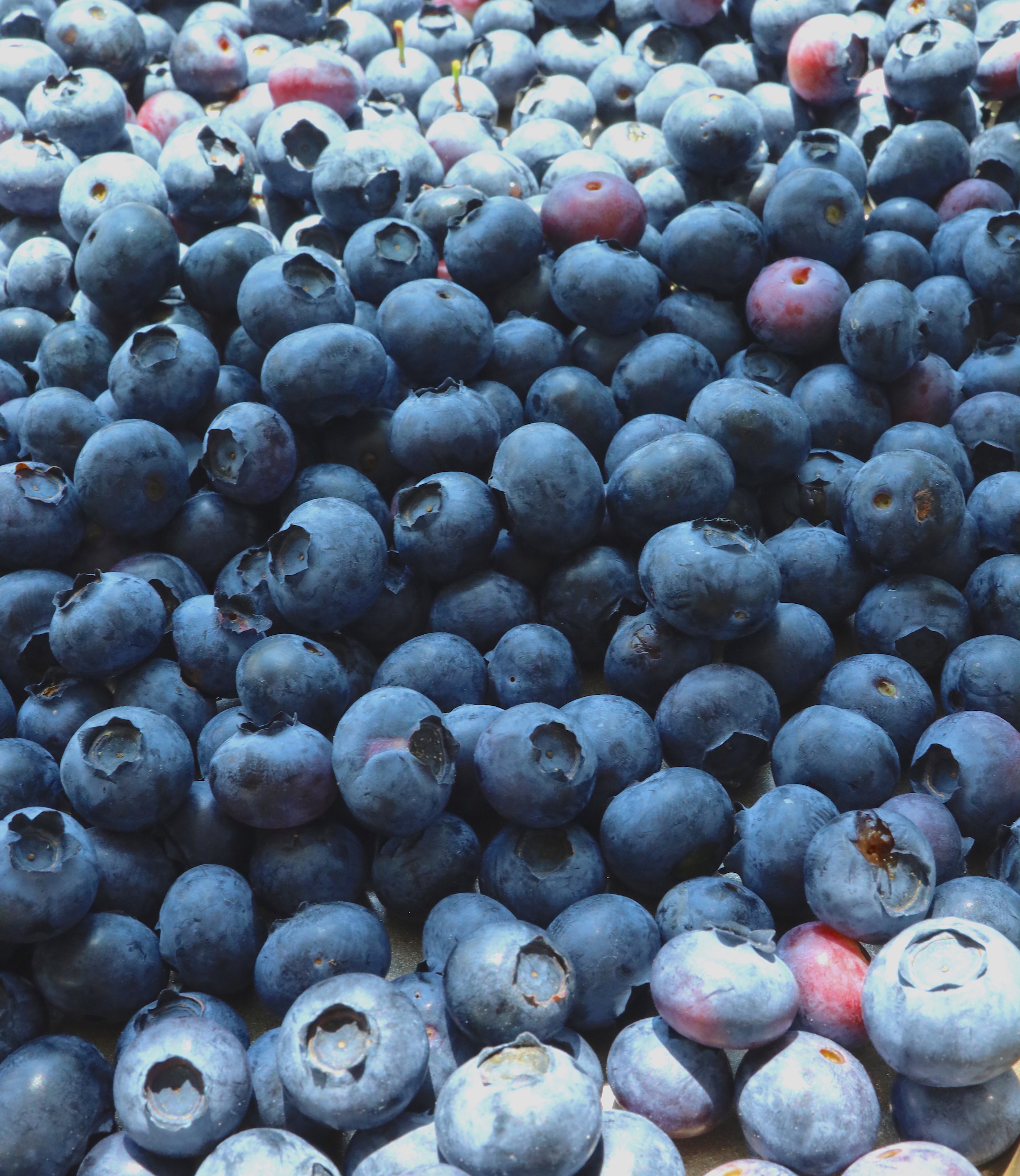 blueberries