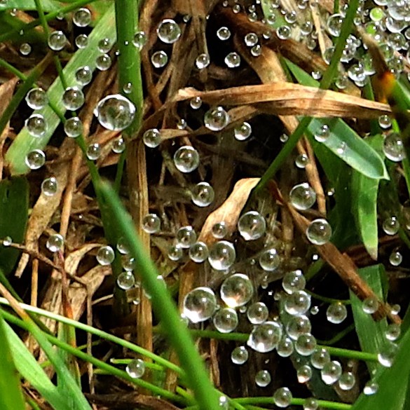 drops floating