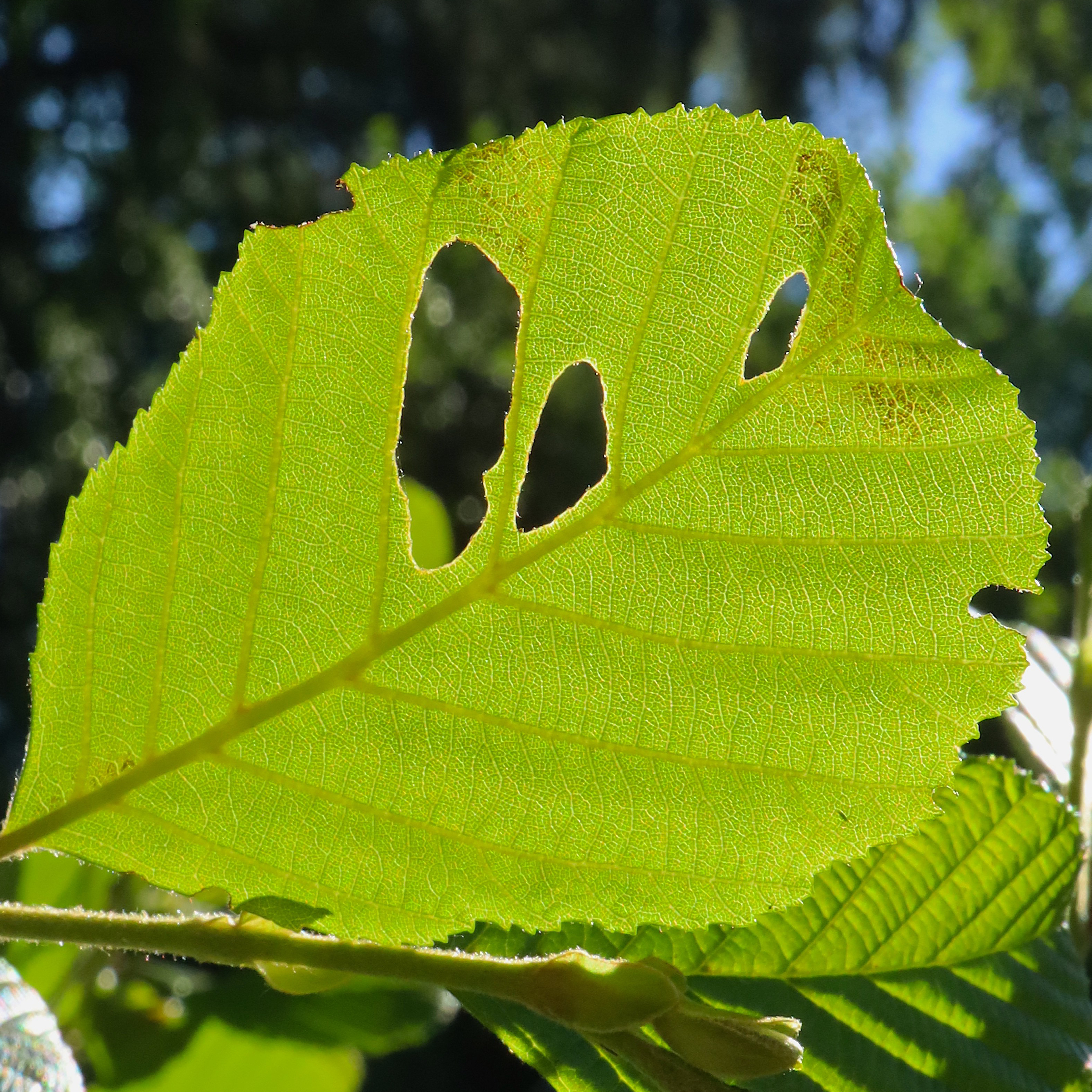 leaf window