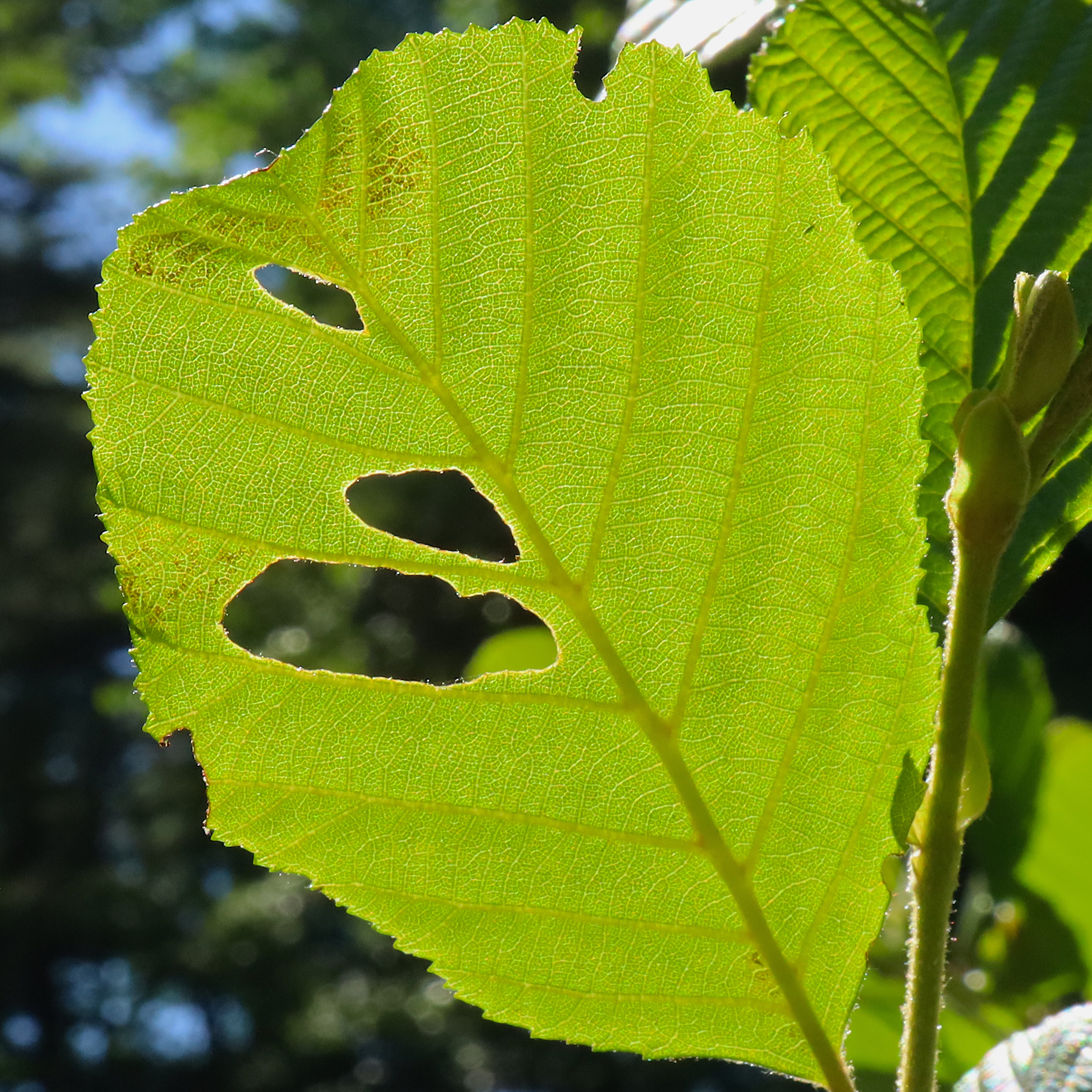 leaf window