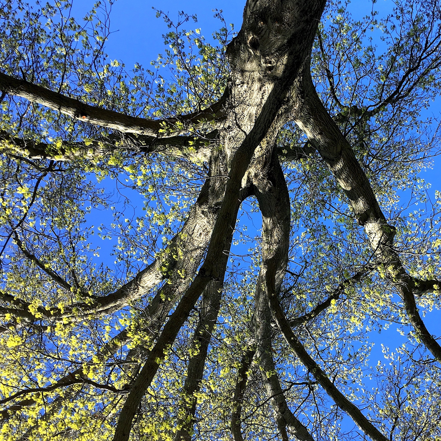 spring tree perspectiveJPG