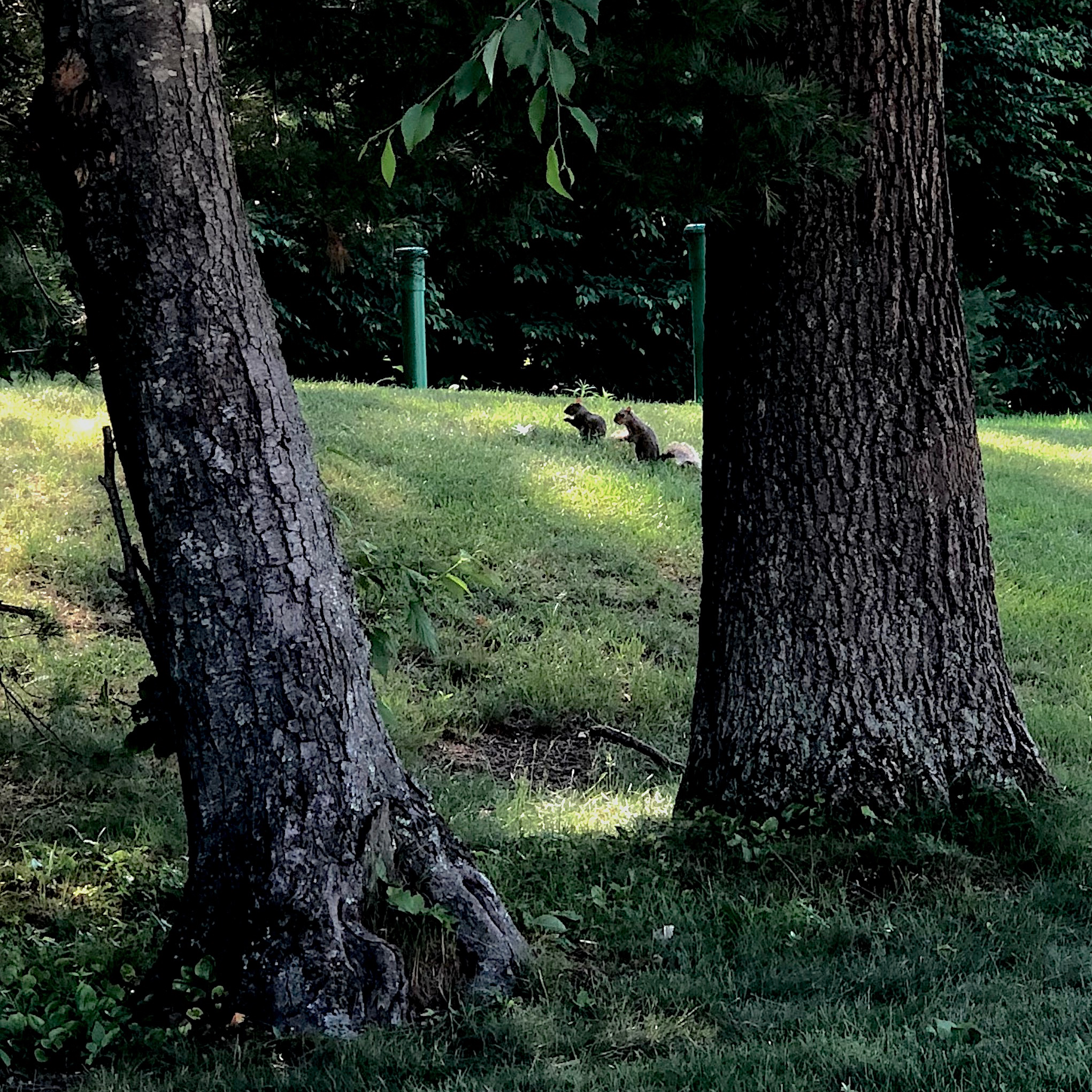 squirrels perspective