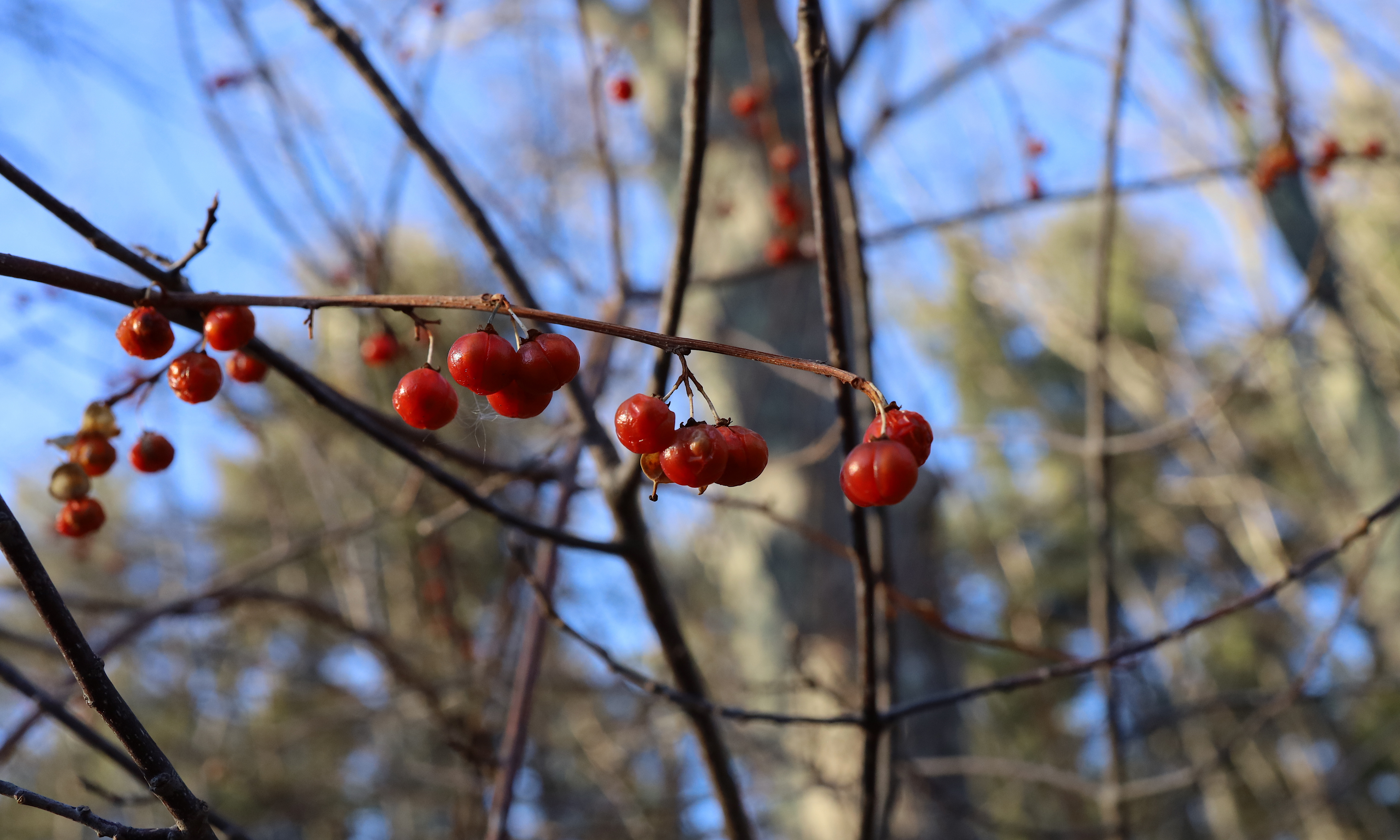 winter berries