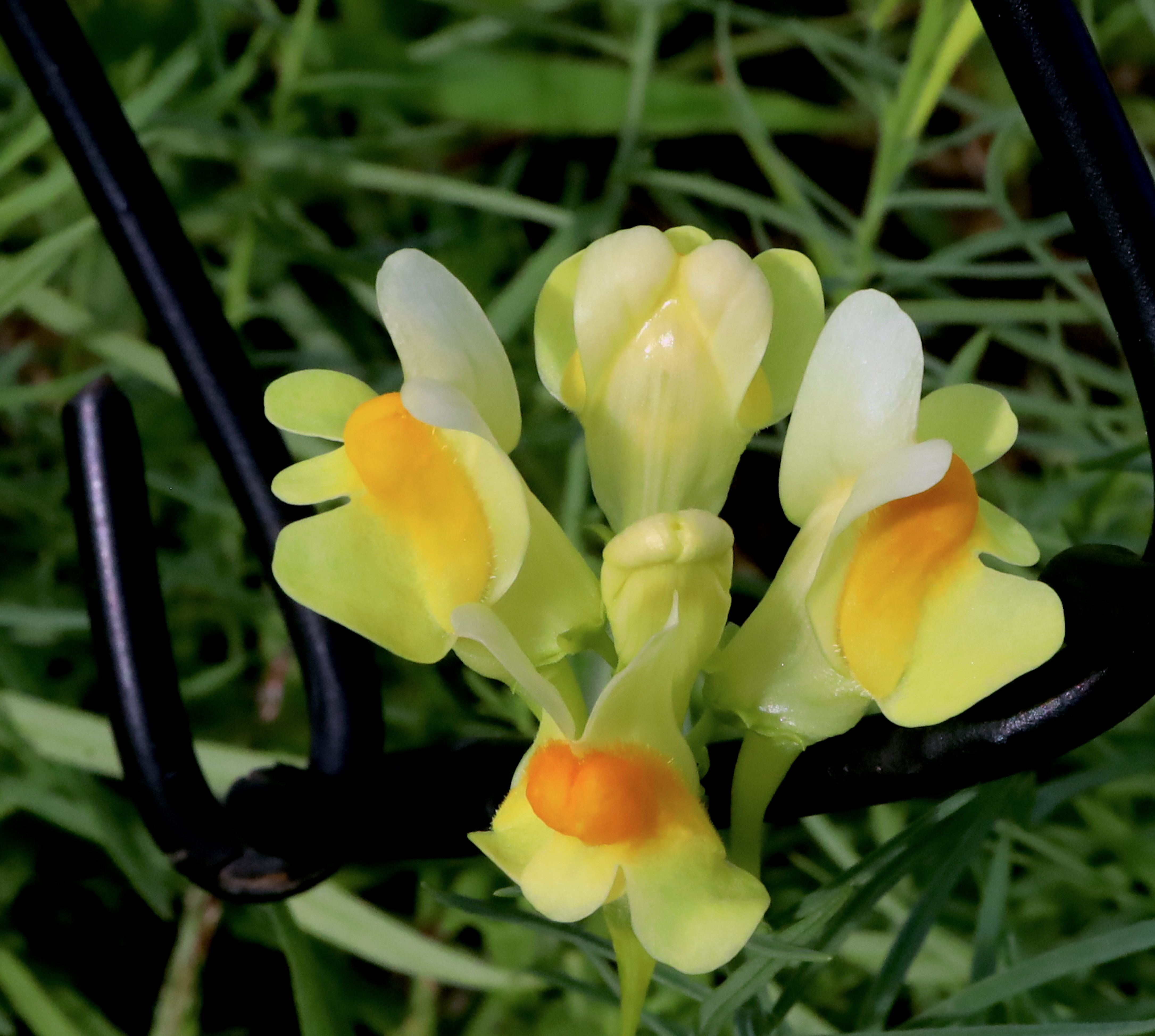 butter &amp; eggs wildflower