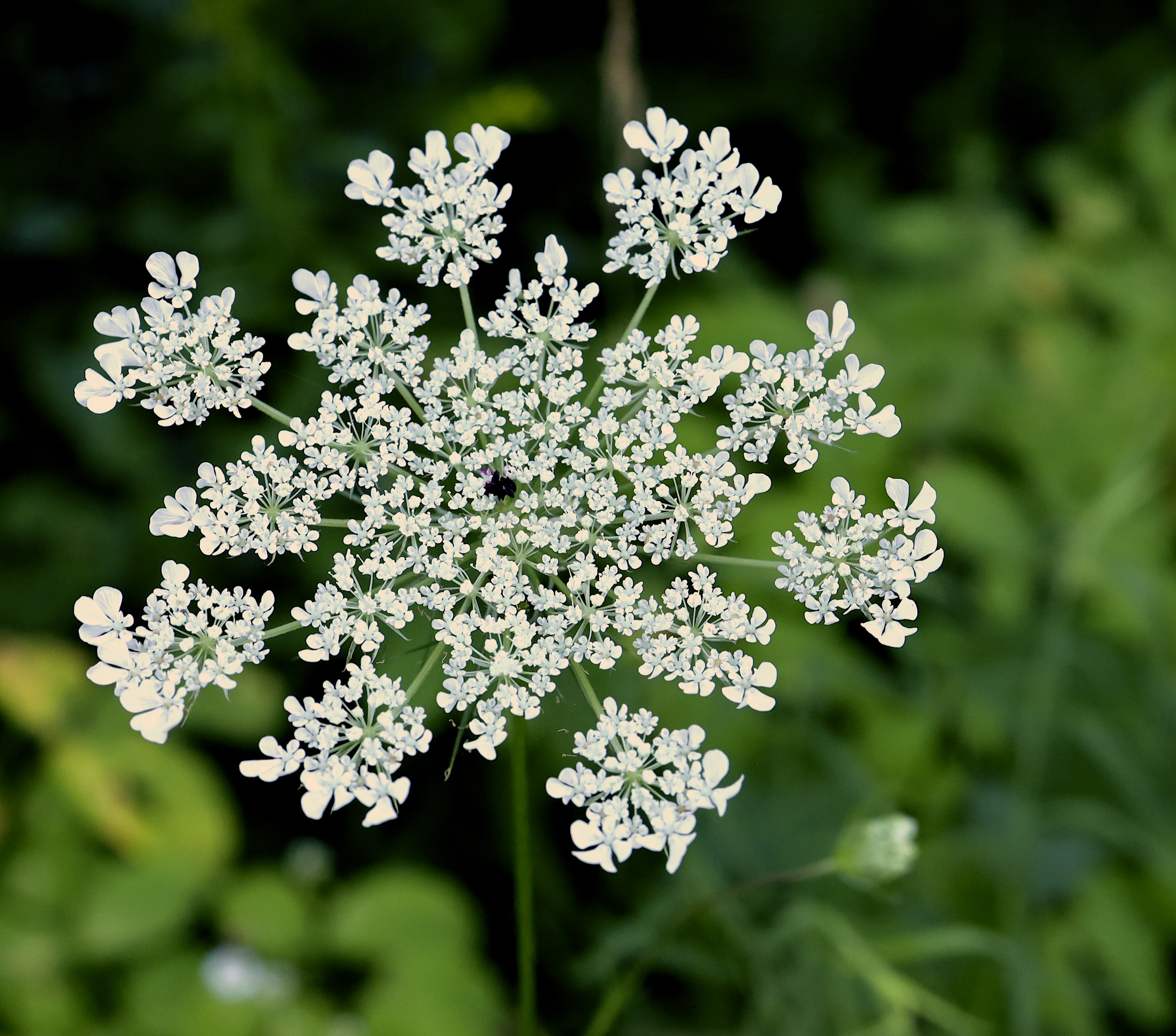 queen ann lace