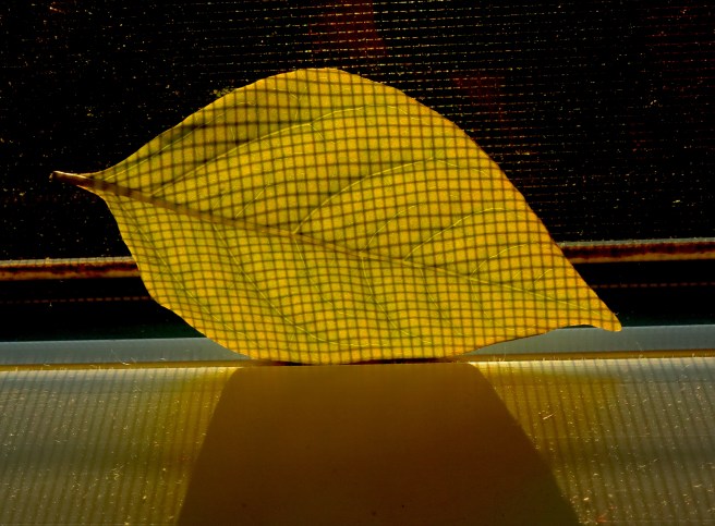 screened leaf