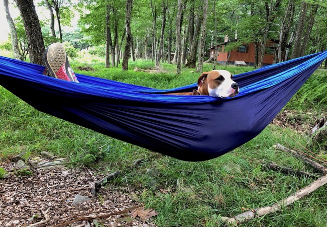 taco hammock