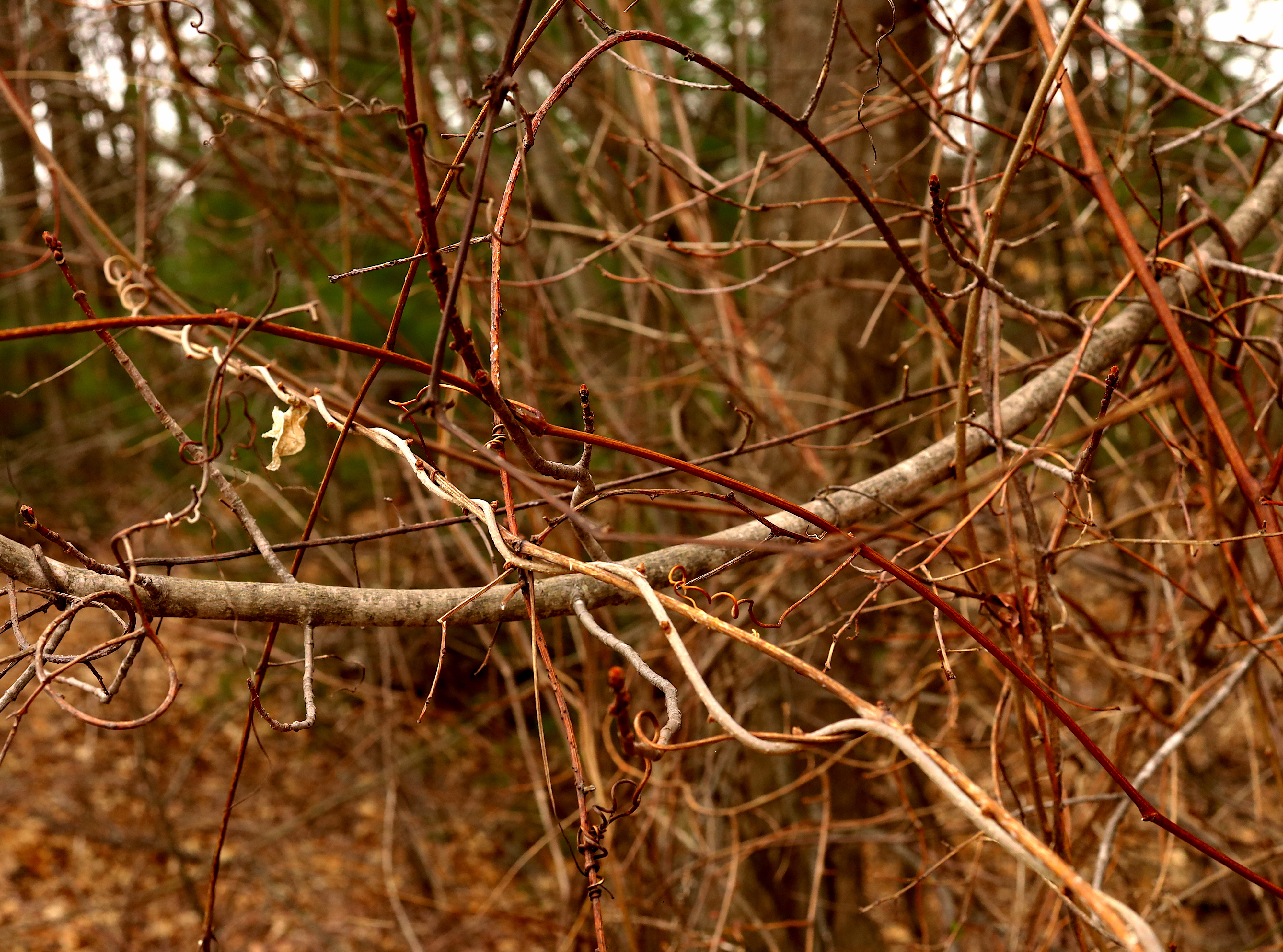tangled crowded vines