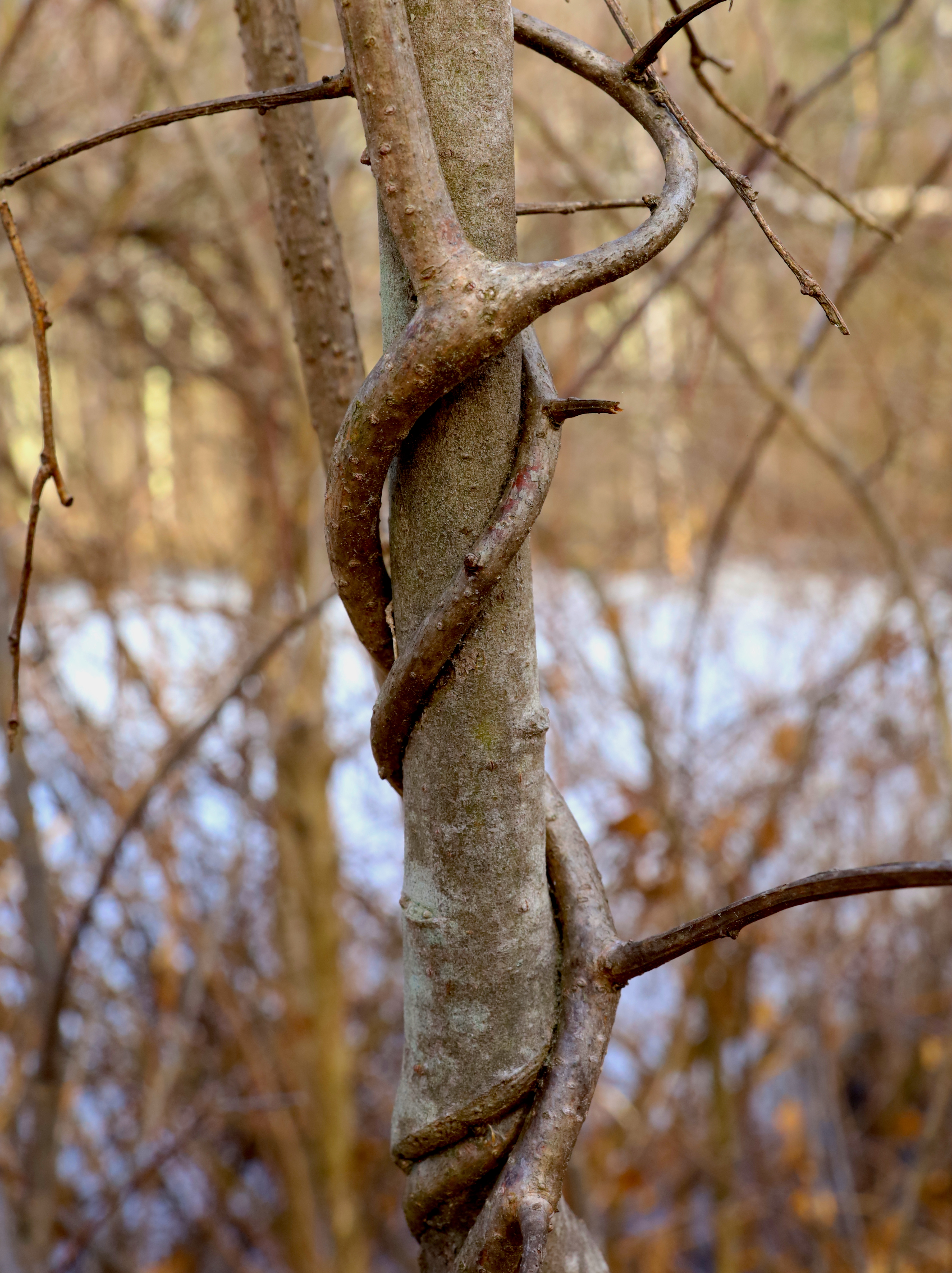 wraparound tree &amp; vine