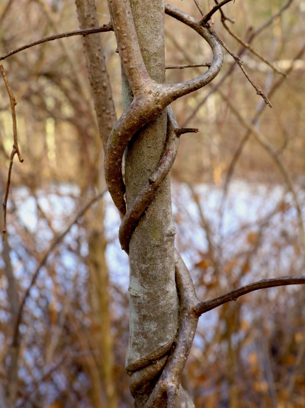 wraparound tree &amp; vine
